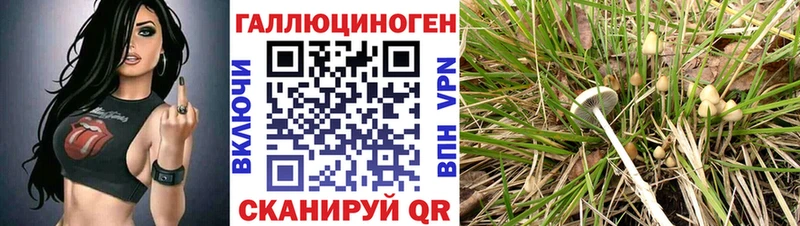 купить   Тогучин  Галлюциногенные грибы GOLDEN TEACHER 